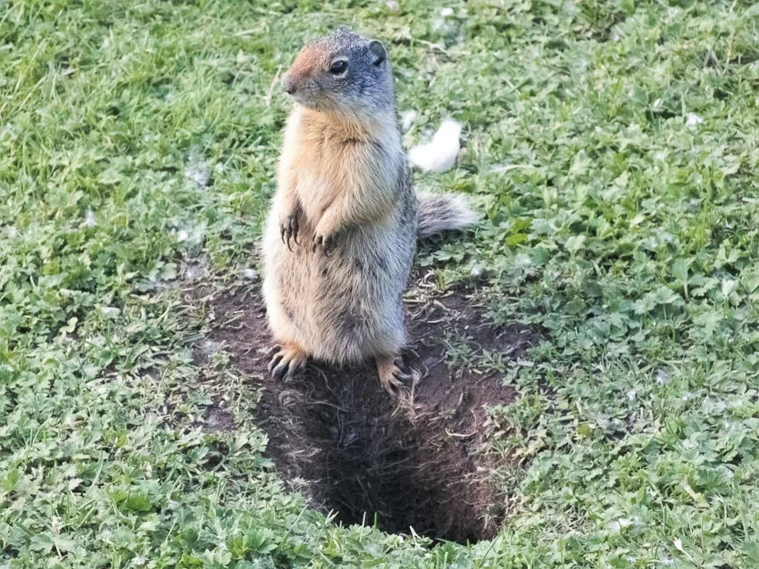 marmot 