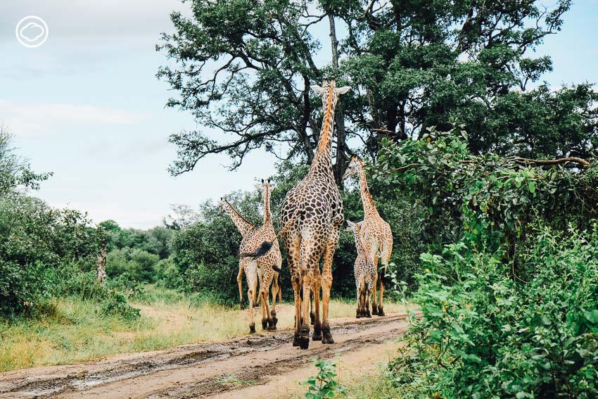 ซาฟารี, สวนสัตว์, Zambia Safari, ประเทศแซมเบีย
