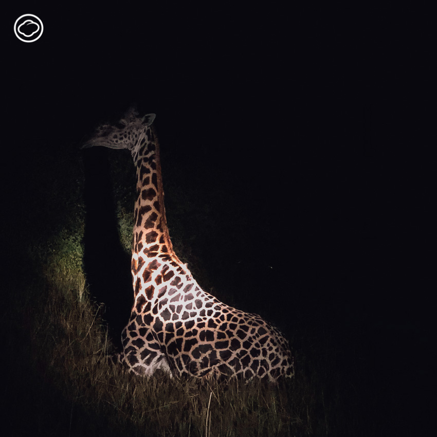 ซาฟารี, สวนสัตว์, Zambia Safari, ประเทศแซมเบีย