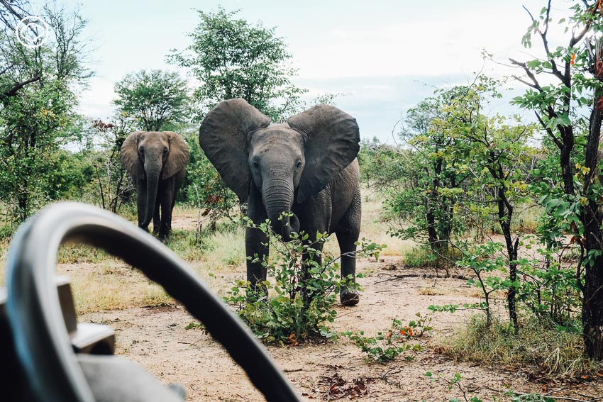 ซาฟารี, สวนสัตว์, Zambia Safari, ประเทศแซมเบีย