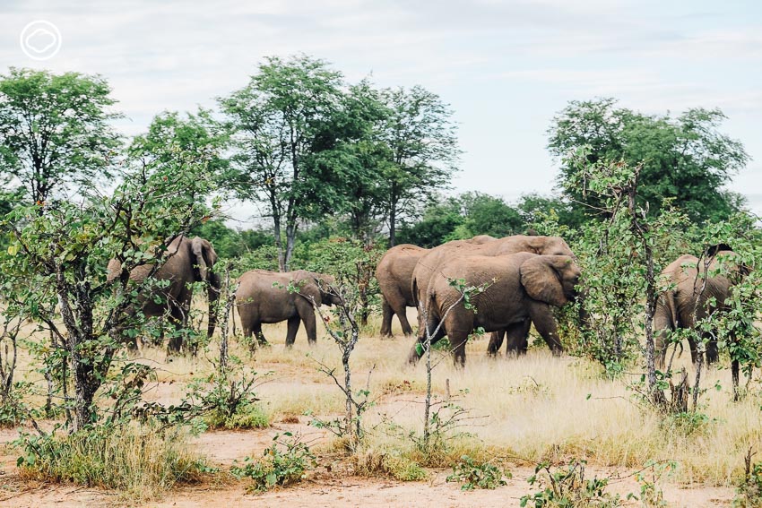ซาฟารี, สวนสัตว์, Zambia Safari, ประเทศแซมเบีย