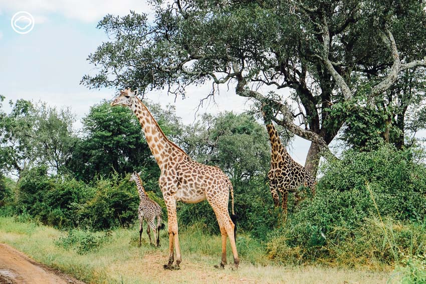 ซาฟารี, สวนสัตว์, Zambia Safari, ประเทศแซมเบีย