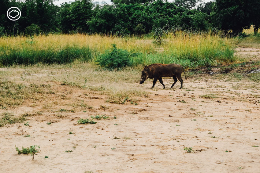 ซาฟารี, สวนสัตว์, Zambia Safari, ประเทศแซมเบีย