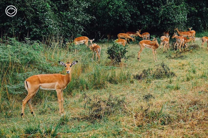 ซาฟารี, สวนสัตว์, Zambia Safari, ประเทศแซมเบีย