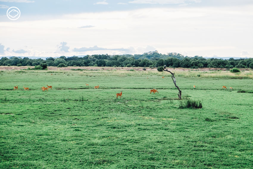 ซาฟารี, สวนสัตว์, Zambia Safari, ประเทศแซมเบีย