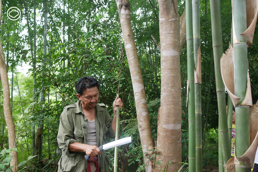 จุลพร นันทพานิช, ปลูกป่า, Mae Wang Wildlife Sanctuary, Gap Year Program