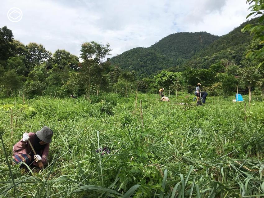 จุลพร นันทพานิช, ปลูกป่า, Mae Wang Wildlife Sanctuary, Gap Year Program