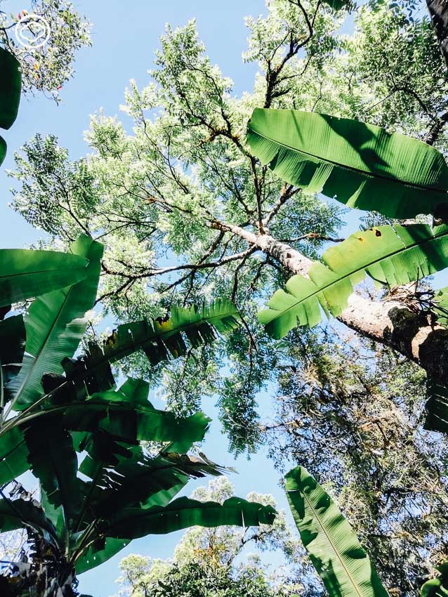 ป่า, Deep Ecology