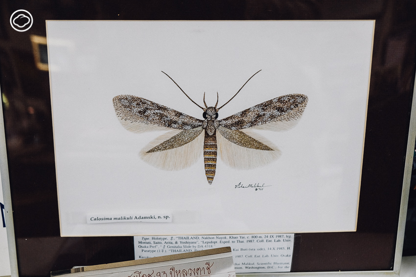 วิชัย มะลิกุล, Smithsonian