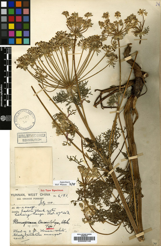 The Cloud Studio 05 : Herbarium