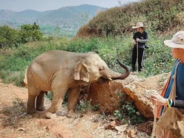 ไปใช้ชีวิตกับช้าง ใน Elephant Green Hill ปางช้างที่มีรูปแบบการท่องเที่ยวใหม่ให้คนก็แฮปปี้ ช้างก็แฮปปี้