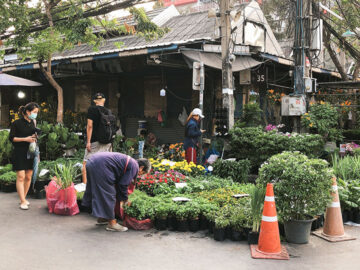 18 เคล็ดลับการเดินซื้อต้นไม้ใน ตลาดต้นไม้จตุจักร แบบเซียนต้นไม้