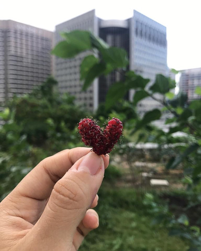 Edible Garden City การกอบกู้ความมั่นคงของประเทศสิงคโปร์ในรูปแบบ ‘แปลงผัก’