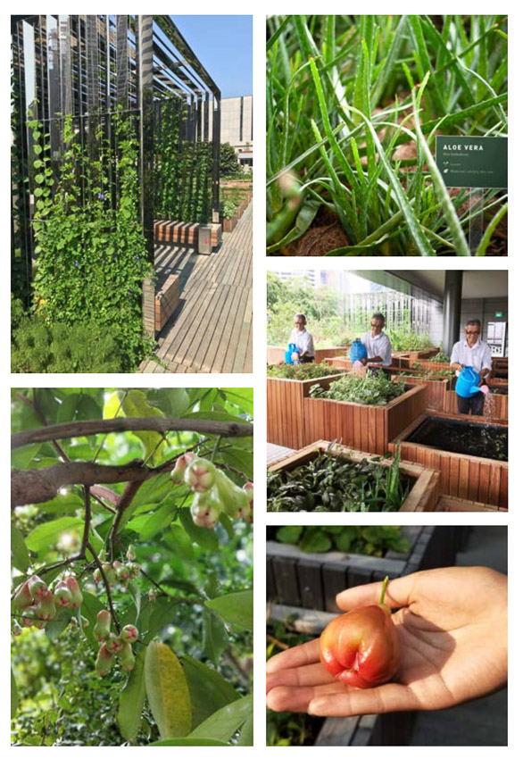 Edible Garden City การกอบกู้ความมั่นคงของประเทศสิงคโปร์ในรูปแบบ ‘แปลงผัก’