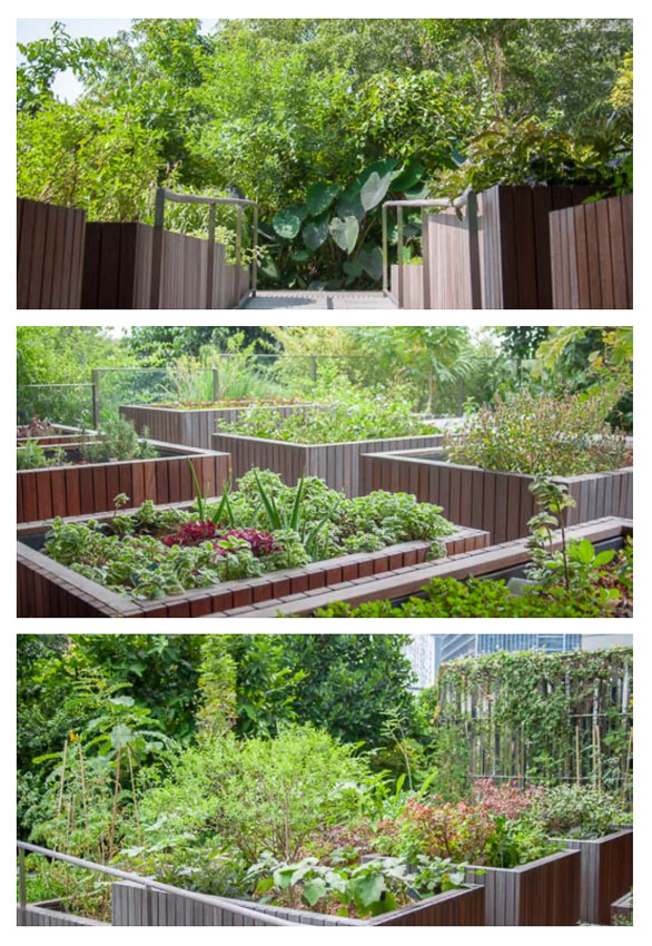 Edible Garden City การกอบกู้ความมั่นคงของประเทศสิงคโปร์ในรูปแบบ ‘แปลงผัก’