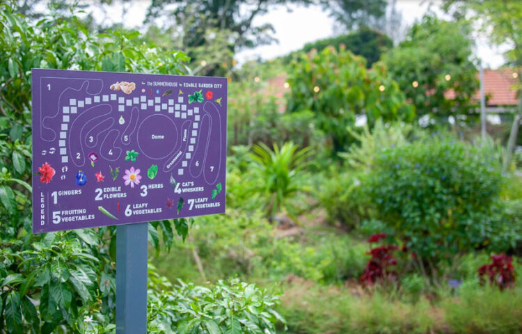 Edible Garden City การกอบกู้ความมั่นคงของประเทศสิงคโปร์ในรูปแบบ ‘แปลงผัก’