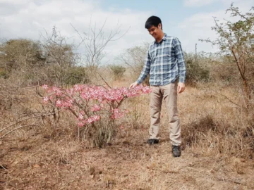 ต้นไม้ 5 ต้นที่เรานึกว่าเป็นของไทย แต่แท้จริงแล้วมาจากมาจาก แอฟริกา, ต้นไม้ แอฟริกา