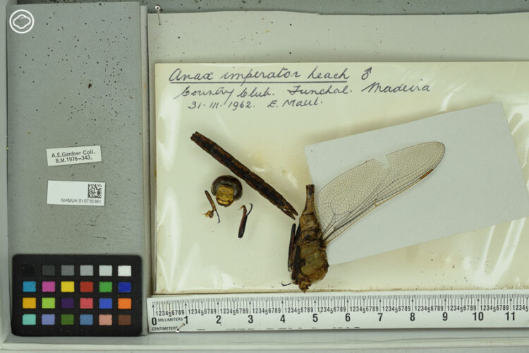 นักศึกษาป.เอก ผู้หาคำตอบเรื่องโลกร้อนด้วยการศึกษาแมลงปอใน Natural History Museum