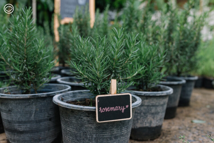 Sweet & Green ฟาร์มช็อปในบ้านย่านเอกมัยที่ส่งผักผลไม้ปลอดภัยจากปากช่องถึงคนเมือง