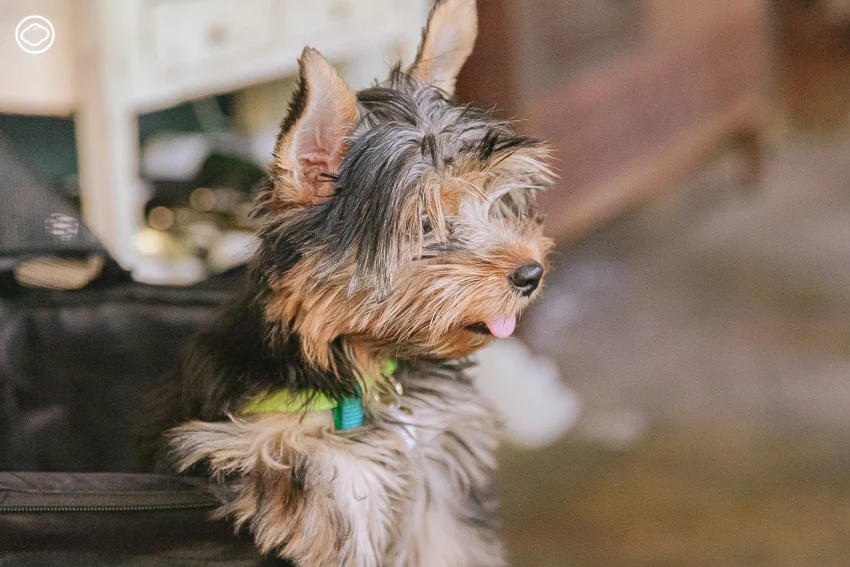 Therapy Dog Thailand หลักสูตรสุนัขบำบัดที่ฝึกทั้งคนและหมาให้เยียวยากันและกัน