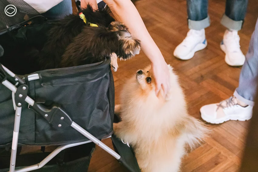 Therapy Dog Thailand หลักสูตรสุนัขบำบัดที่ฝึกทั้งคนและหมาให้เยียวยากันและกัน