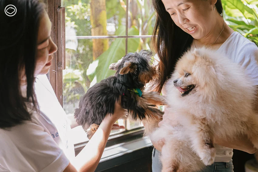 Therapy Dog Thailand หลักสูตรสุนัขบำบัดที่ฝึกทั้งคนและหมาให้เยียวยากันและกัน