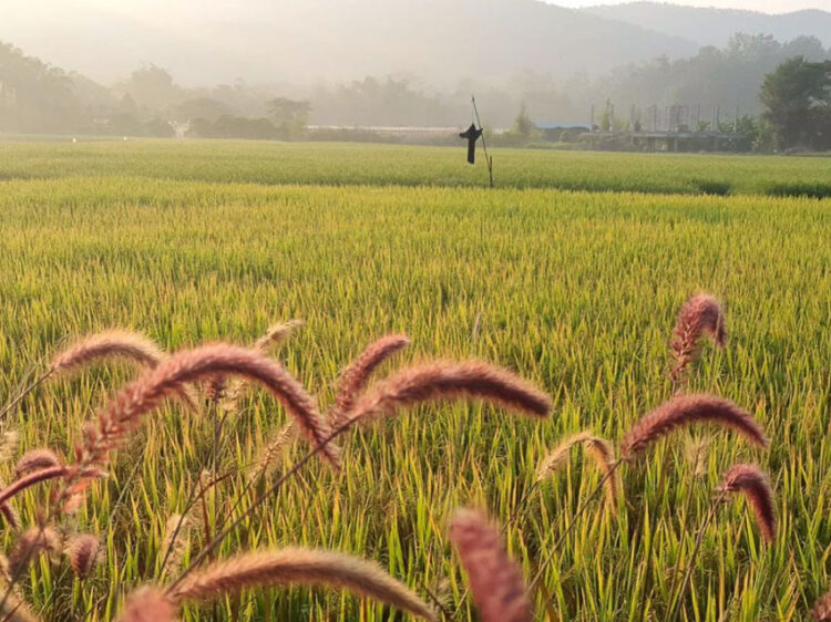 เป๊ก-นิว คู่รักที่ลงมือดำและทำร้านอาหารในทุ่งนาสองสีเพื่อส่งเสริมการเรียนรู้เรื่องข้าว
