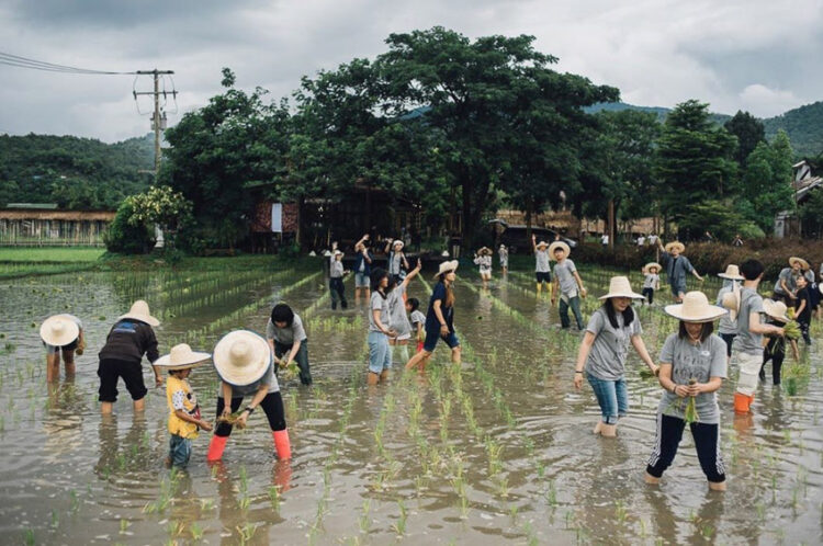 เป๊ก-นิว คู่รักที่ลงมือดำและทำร้านอาหารในทุ่งนาสองสีเพื่อส่งเสริมการเรียนรู้เรื่องข้าว