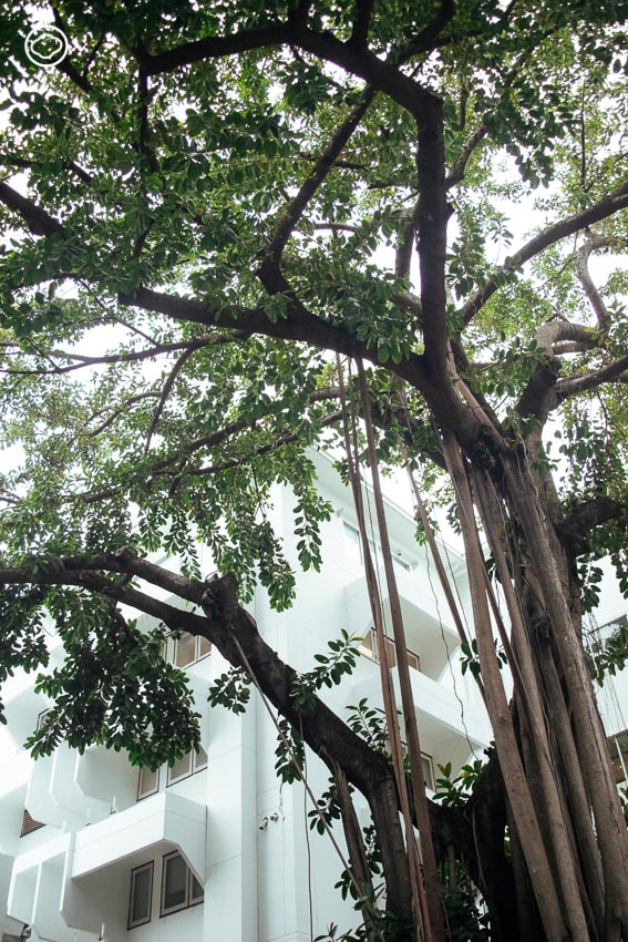 15 วิวัฒนาการบางกอกผ่านการเติบโตและคงอยู่ของคุณปู่ ต้นไม้รอบเกาะรัตนโกสินทร์, Walk with The Cloud 27 : Island of Heritage Trees