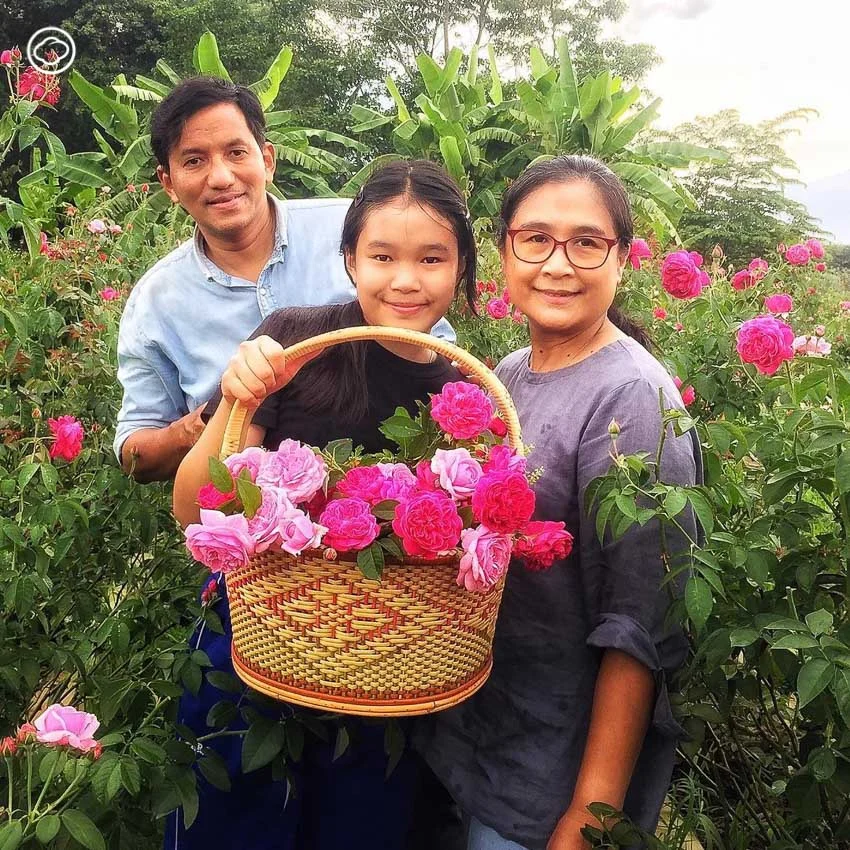 ต้นหูเสือ ความลับในแปลงกุหลาบที่บานสะพรั่งของคนที่ชีวิตนี้ไม่เคยปลูกกุหลาบ, วิธีปลูกกุหลาบ