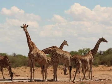 ที่เที่ยว นามิเบีย ประเทศทะเลทรายที่เก่งเรื่องดูแลสัตว์ป่าแอฟริกาใกล้สูญพันธุ์