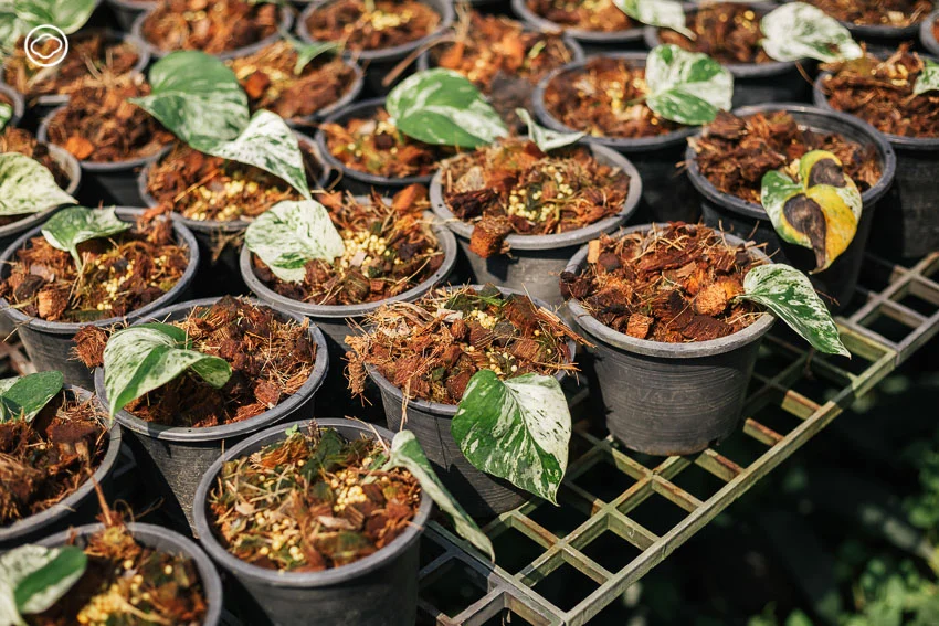 ทายาทชาวสวนรุ่น 4 ผู้เปลี่ยนสวนเก่าให้เป็น Little Tree Garden และ Whispering Cafe