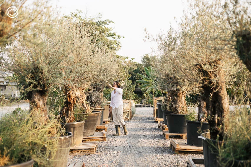 ทายาทชาวสวนรุ่น 4 ผู้เปลี่ยนสวนเก่าให้เป็น Little Tree Garden และ Whispering Cafe