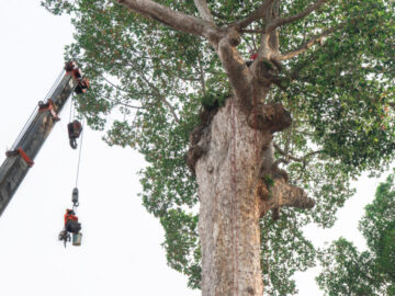 วิธีรักษายางนาอายุ 200 กว่าปี ตั้งแต่ขุดรากจนบินโดรนดูยอด เพื่อ #Save ไม้หมายเมืองเชียงใหม่