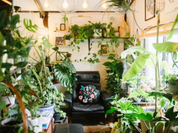 พลูโต houseplant studio ร้านขายต้นไม้ที่มีคอนเซปต์ปลูกง่ายตายยาก ปิดดึก และมีซุ้มดูดวง