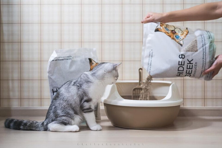 Hide and Seek Cat Litter : ทรายแมวมันสำปะหลังที่ปลอดภัยกับแมวและเป็นมิตรกับโลก