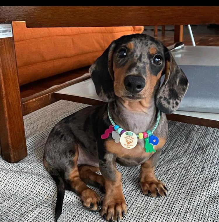 doggupets : ปลอกคอสุดน่ารักที่เจ้าของออกแบบได้ตามใจชอบ