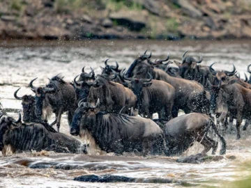 The Great Migration การอพยพข้ามแม่น้ำทุกปีของวิลเดอบีสต์นับล้านตัวในทวีปแอฟริกา