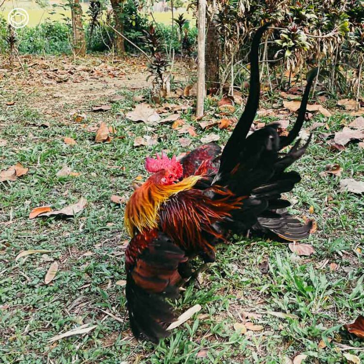 การเลี้ยงไก่บ้านผสมไก่ป่าที่เชียงดาว สอนให้เข้าใจเรื่องผู้ชนะและผู้พ่ายแพ้ในวัฏจักรชีวิต