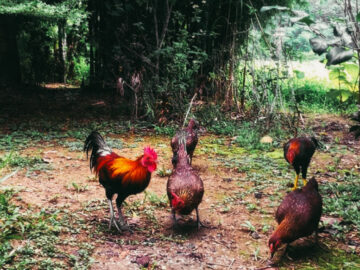 ไก่ ไม่ใช่แค่โปรตีนราคาถูก แต่เป็นสัตว์เลี้ยงแสนรู้ที่สอนให้เข้าใจบทเรียนชีวิต