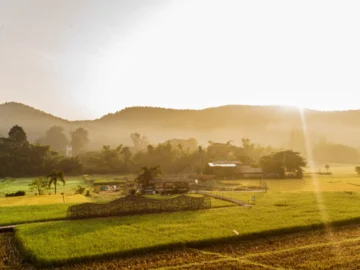 ข้าวดอย Local Superfood จากภูเขา ทางเลือกใกล้ตัวคนไทยในวิถีการกินเพื่อให้อายุยืน