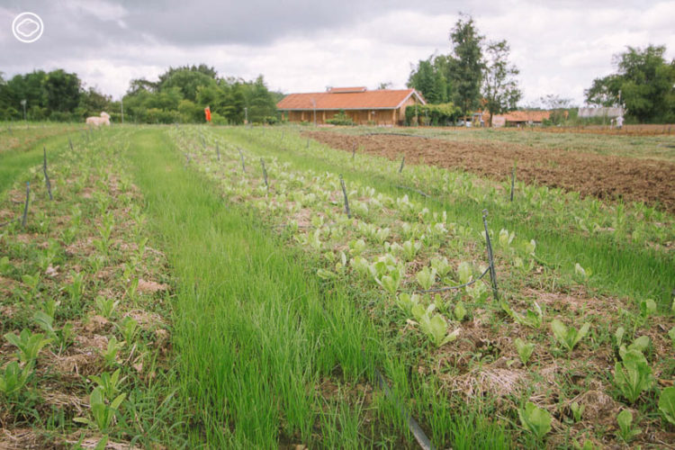 Coolliving Farmhouse : กินนอนปลอดภัยใกล้ธรรมชาติ ในฟาร์มสเตย์ออร์แกนิก อ.วังน้ำเขียว