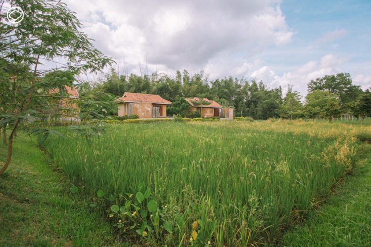 Coolliving Farmhouse : กินนอนปลอดภัยใกล้ธรรมชาติ ในฟาร์มสเตย์ออร์แกนิก อ.วังน้ำเขียว