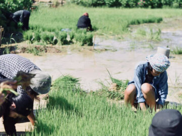 ยโสธร เมืองต้นแบบเกษตรอินทรีย์ ชีวิตออร์แกนิกคู่วิถีอีสาน