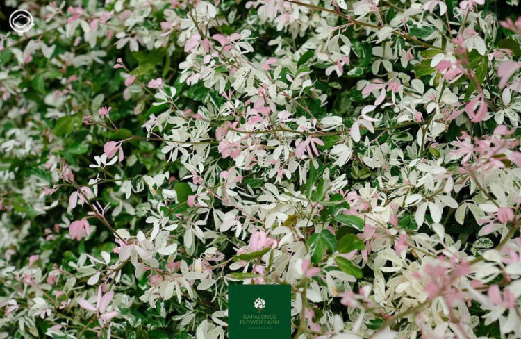 10 มะขามเทศด่าง (Pithecellobium dulce (Roxb.) Benth. ‘Variegata’)