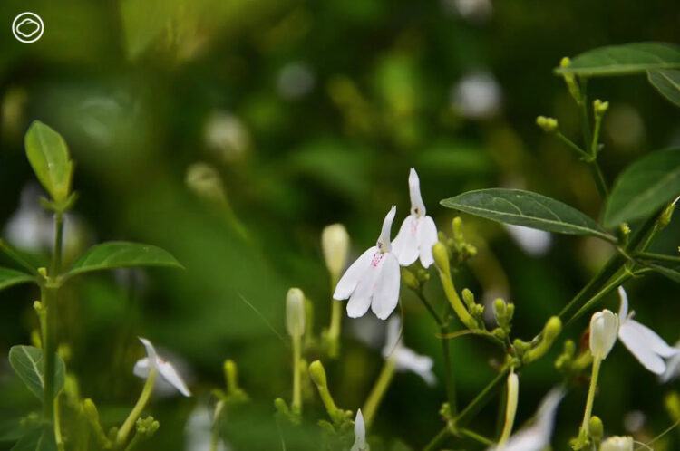 9 ทองพันชั่ง (Rhinacanthus nasutus (L.) Kurz)