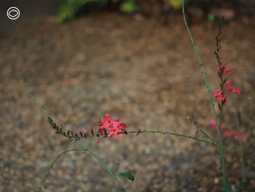 ชวนเก็บพันธุ์ไม้ป่าและหญ้าไพรรอบตัวมาปลูกเป็นสวน Naturalistic Garden ที่เป็นมิตรกับแมลง และสวยแบบไม่ซ้ำใคร