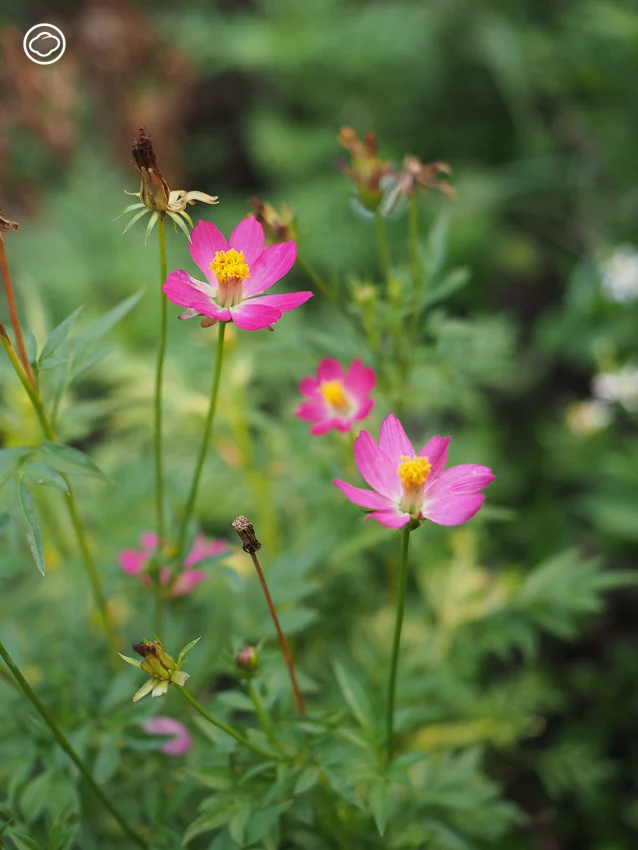 ชวนเก็บพันธุ์ไม้ป่าและหญ้าไพรรอบตัวมาปลูกเป็นสวน Naturalistic Garden ที่เป็นมิตรกับแมลง และสวยแบบไม่ซ้ำใคร