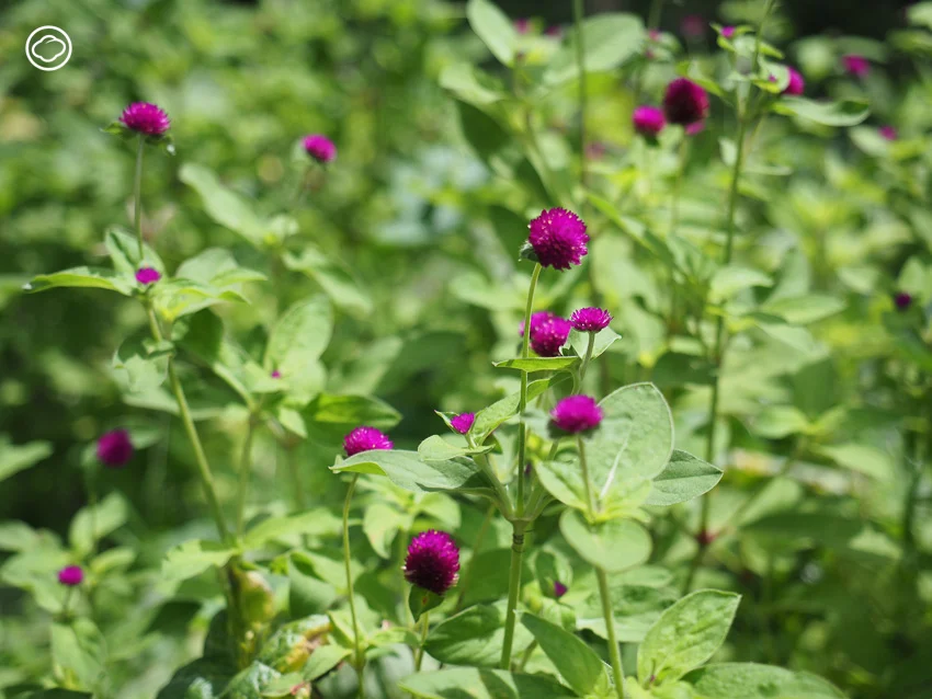 ชวนเก็บพันธุ์ไม้ป่าและหญ้าไพรรอบตัวมาปลูกเป็นสวน Naturalistic Garden ที่เป็นมิตรกับแมลง และสวยแบบไม่ซ้ำใคร