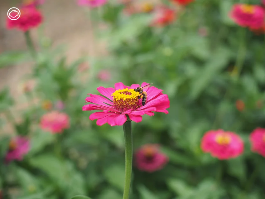 จัดสวน Naturalistic Garden แบบ High Line สไตล์ Piet Oudolf ด้วยดอกไม้ป่าไทย ๆ 15 ชนิด